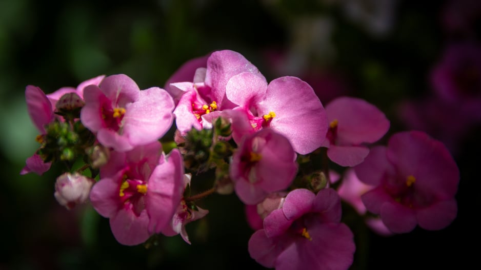 Nemesia strumosa růžová varianta 