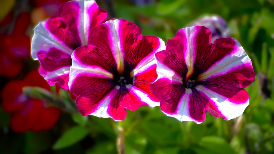 Petunia 'Bonnie Magenta Star'