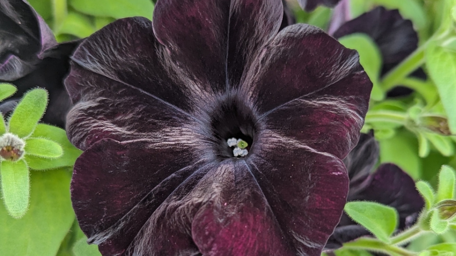Trailing Black Petunia 