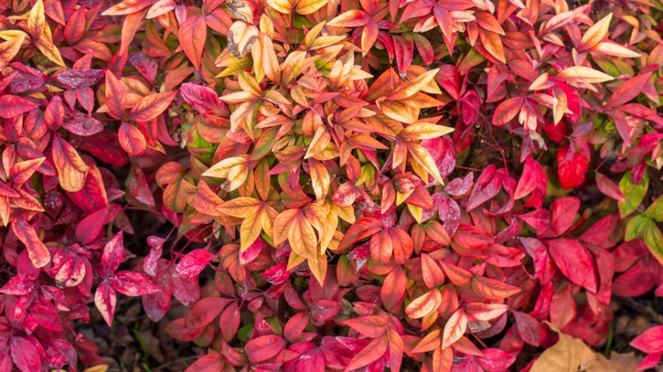 Nandina domácí