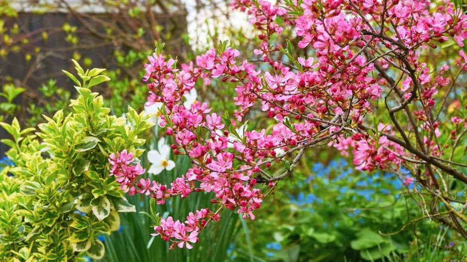 Mandloň nízká (Prunus tenella)