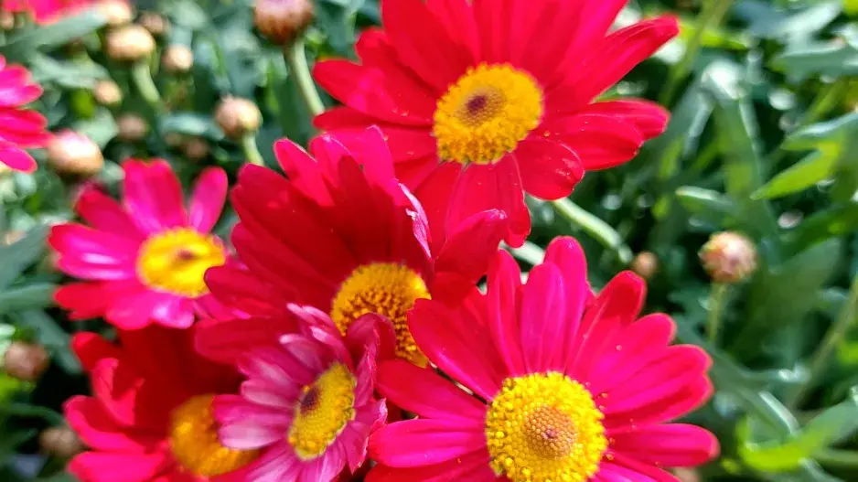 červená Dimorphotheca ecklonis, africká kopretina