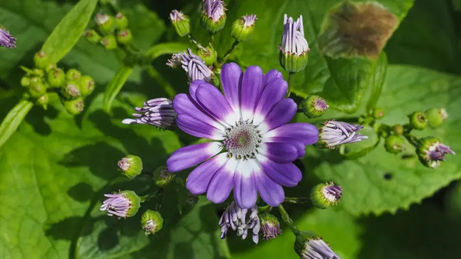 Cinerárie (Cineraria cruentus či Senecio hybridus)  Cinerárie (Cineraria cruentus či Senecio hybridus)