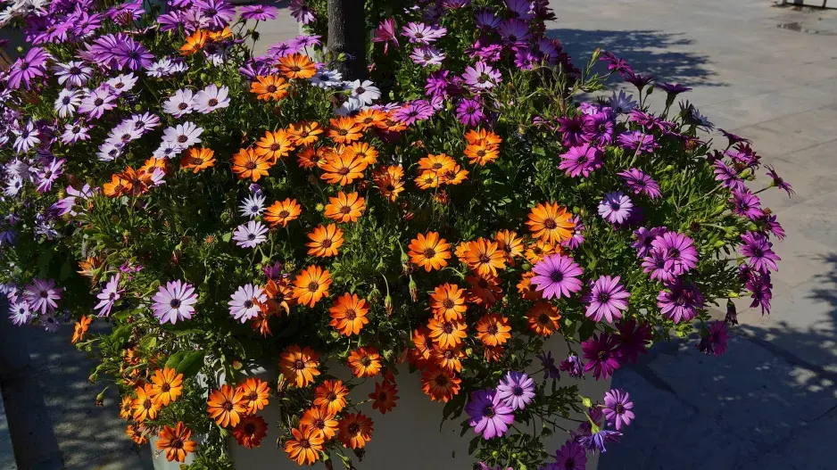 Květináč plný květů dvoutvárky 