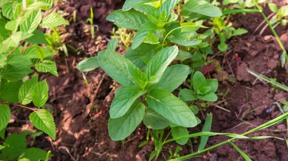 Máta peprná (Mentha × piperita) Máta peprná (Mentha × piperita)