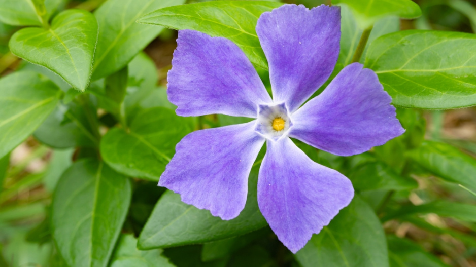 Barvínek menší (Vinca minor) 