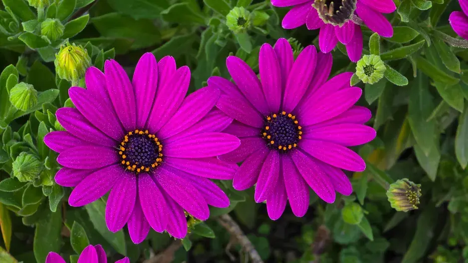 African daisy (Dimorphotheca sp