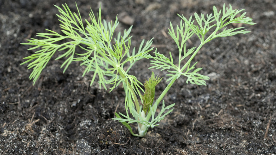 Kopr vonný (Anethum graveolens) 
