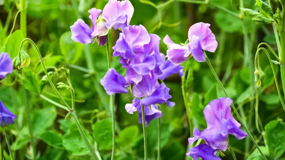 popínavé letničky