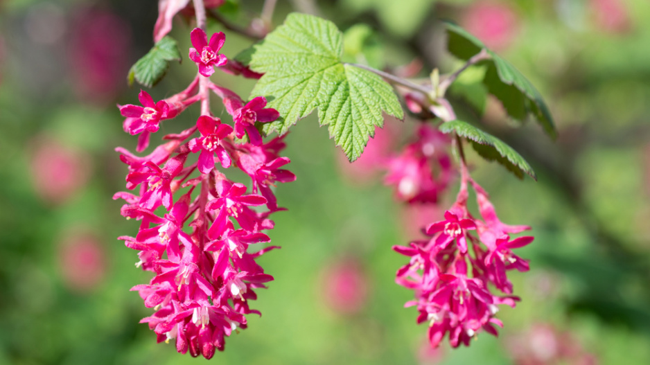 Meruzalka krvavá (Ribes sanguineum)