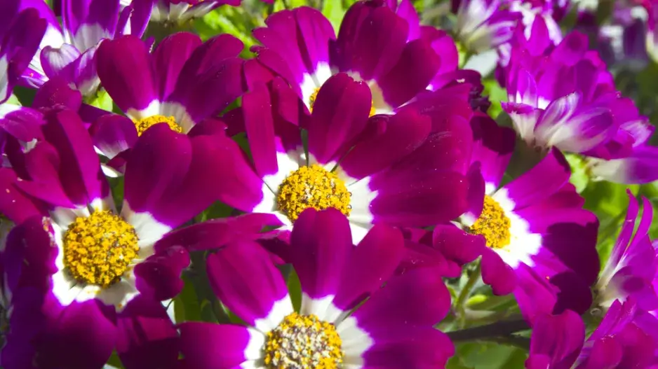 Cinerárie (Cineraria cruentus či Senecio hybridus)  Cinerárie (Cineraria cruentus či Senecio hybridus)