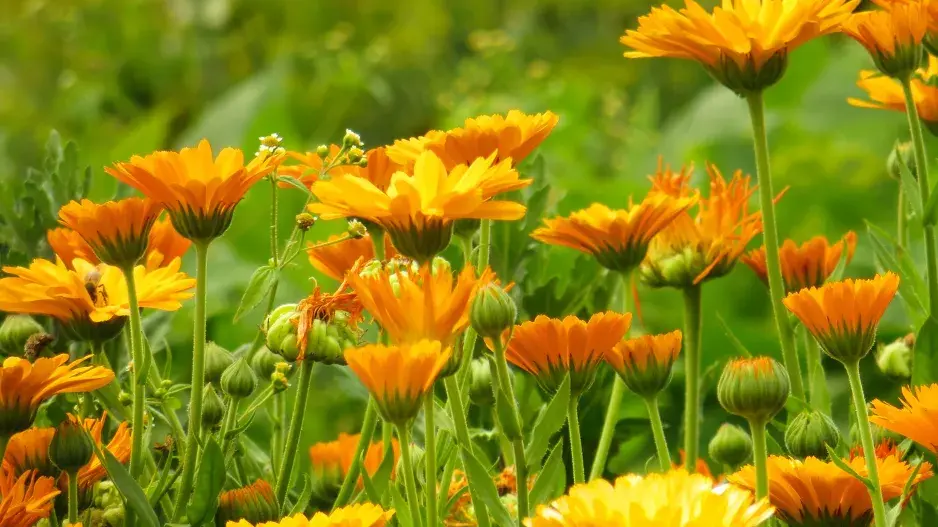 Měsíček lékařský (Calendula officinalis) 