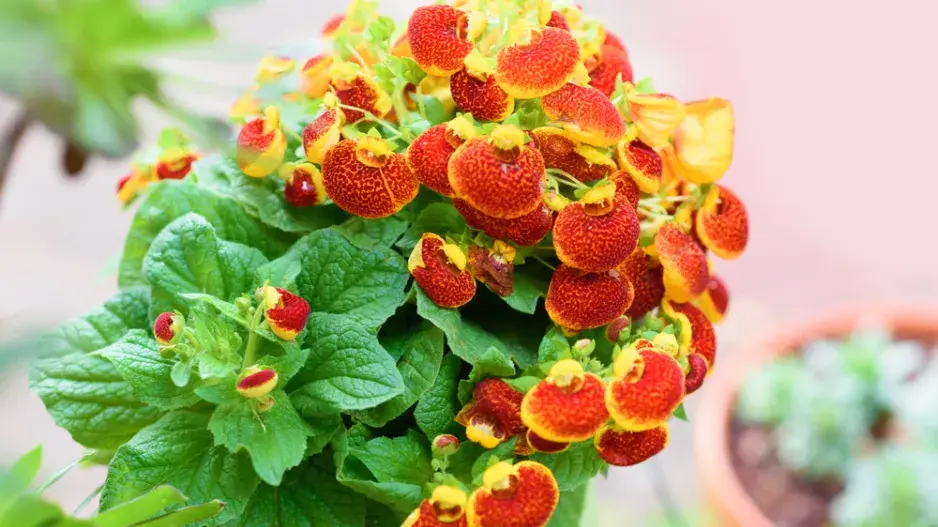 Pantoflíček (Calceolaria herbeohybrida)