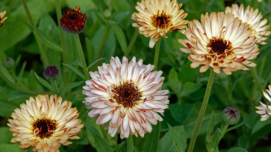 Měsíček lékařský (Calendula officinalis) 