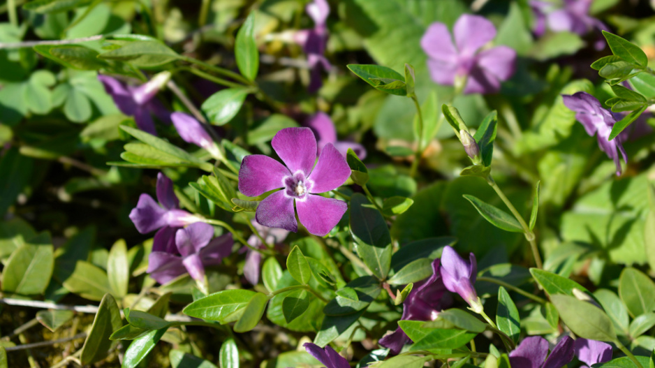 Barvínek menší (Vinca minor) 