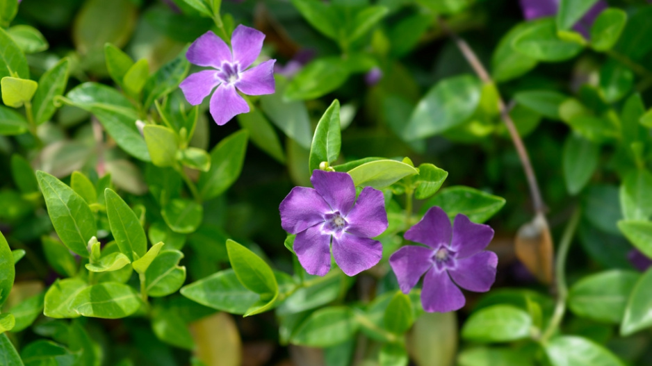 Barvínek menší (Vinca minor) 