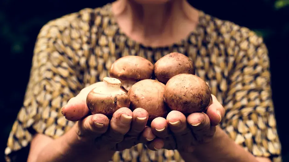 Pěstování žampionů 