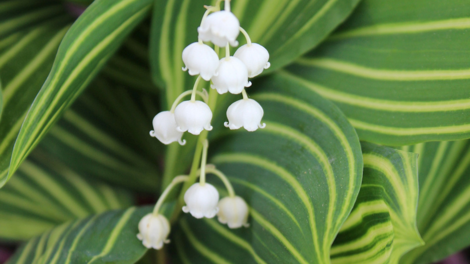 Konvalinka vonná (Convallaria majalis) 