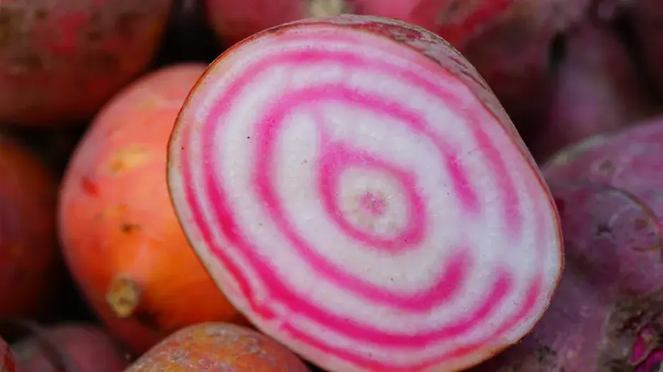 Červená řepa (Beta vulgaris)  Červená řepa (Beta vulgaris)