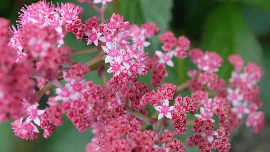 Rodgersie zpeřená (Rodgersia pinnata)