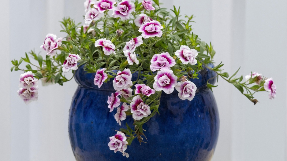 Calibrachoa 