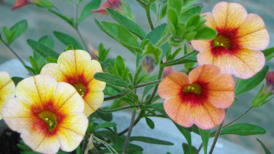 Calibrachoa 