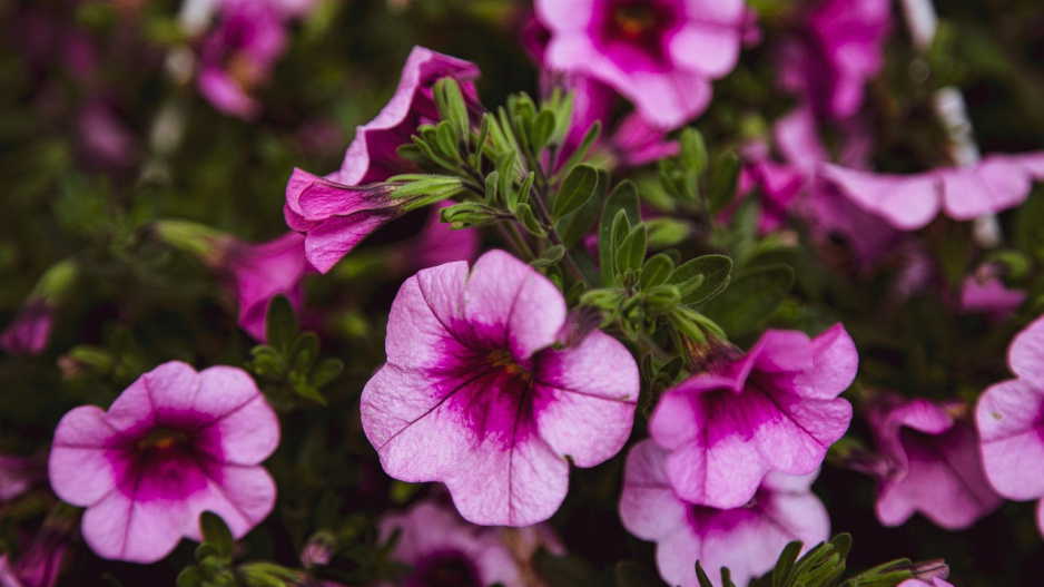 Calibrachoa parviflora 