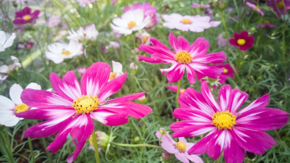 Krásenka zpeřená (Cosmos bipinnatus) 