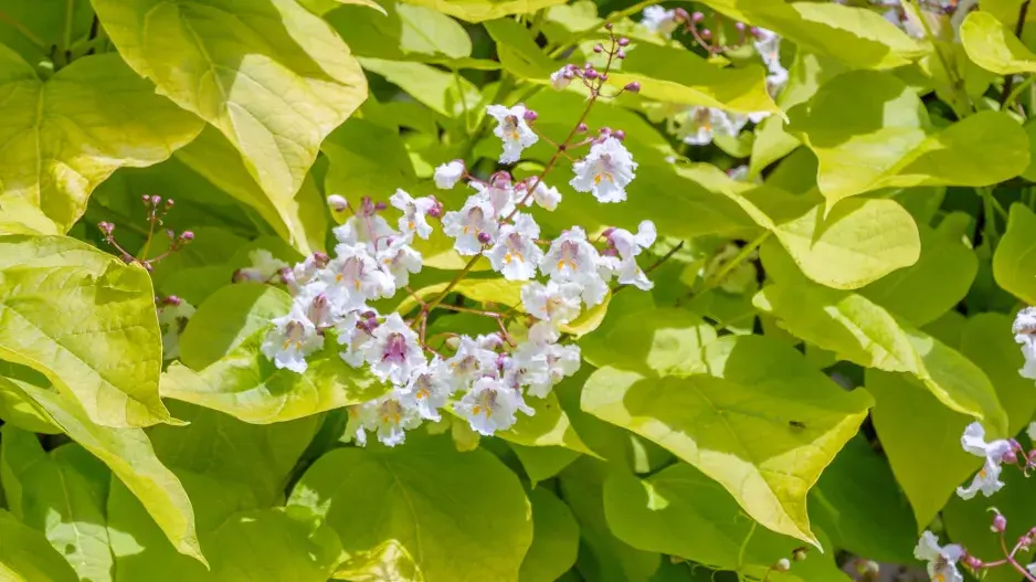Katalpa trubačovitá (Catalpa bignoioides)