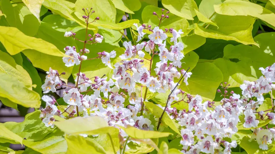 Katalpa trubačovitá (Catalpa bignoioides) 