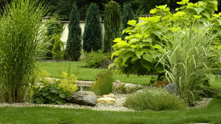 Katalpa trubačovitá (Catalpa bignoioides) 