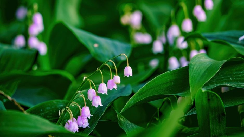 Konvalinka vonná (Convallaria majalis) 