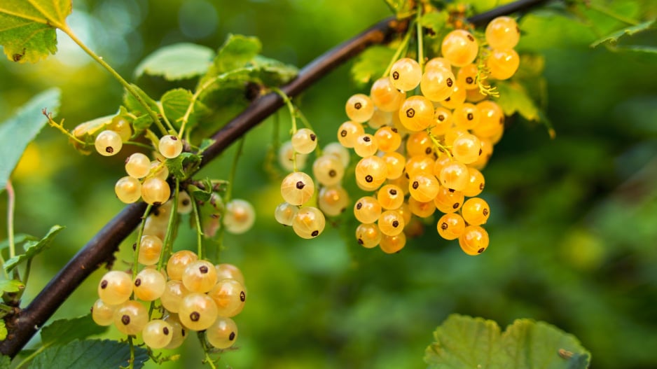 Bílý rybíz (Ribes rubrum) 
