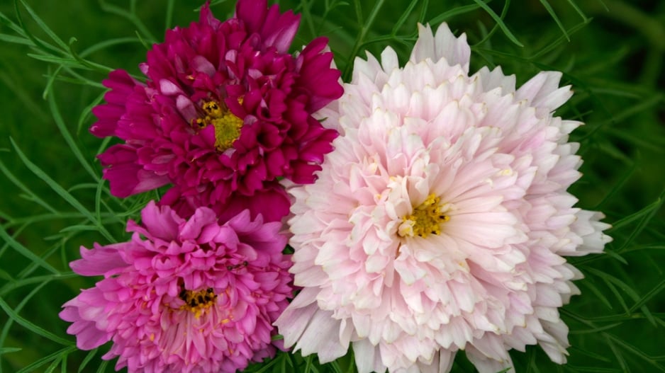 Krásenka zpeřená (Cosmos bipinnatus) 