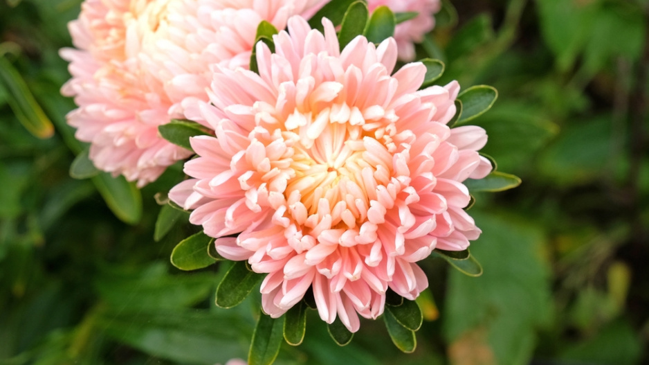 Callistephus chinensis