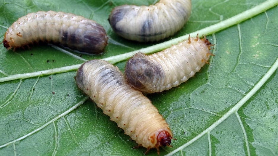 larvy motýlů