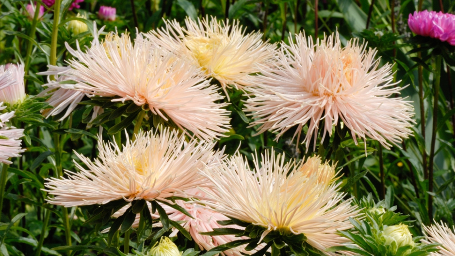 Callistephus chinensis
