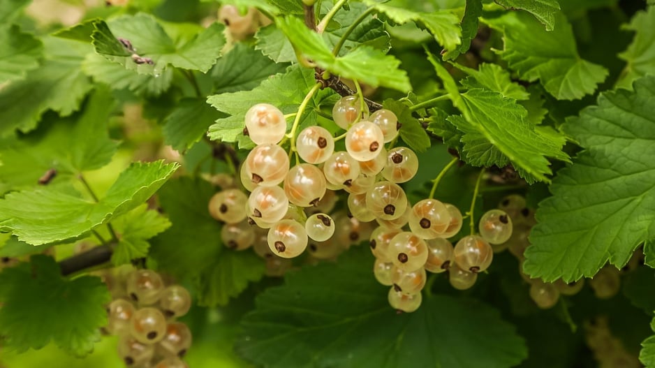 Bílý rybíz (Ribes rubrum) 