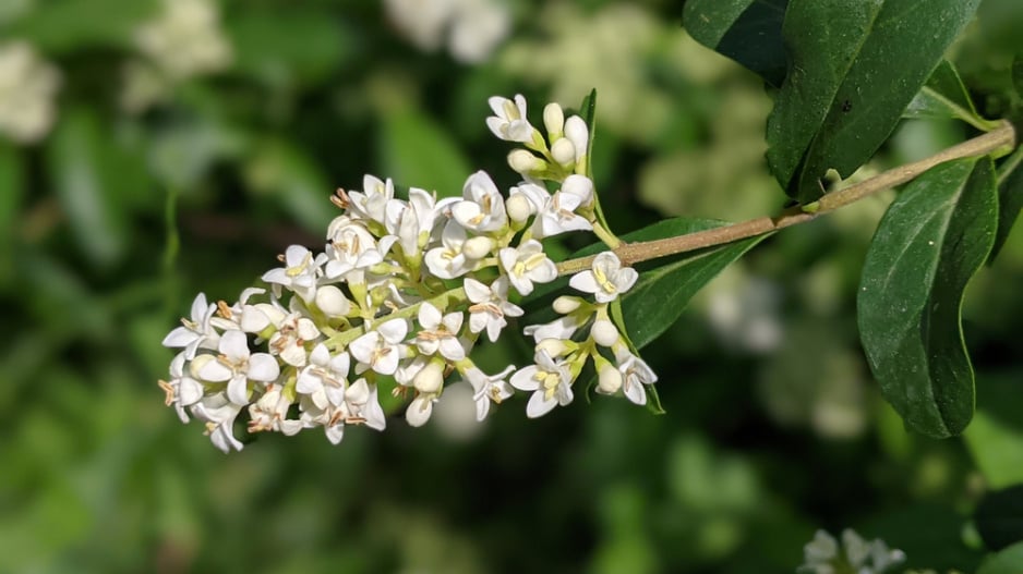 Šeřík karpatský, šeřík maďarský (Syringa josikaea) 
