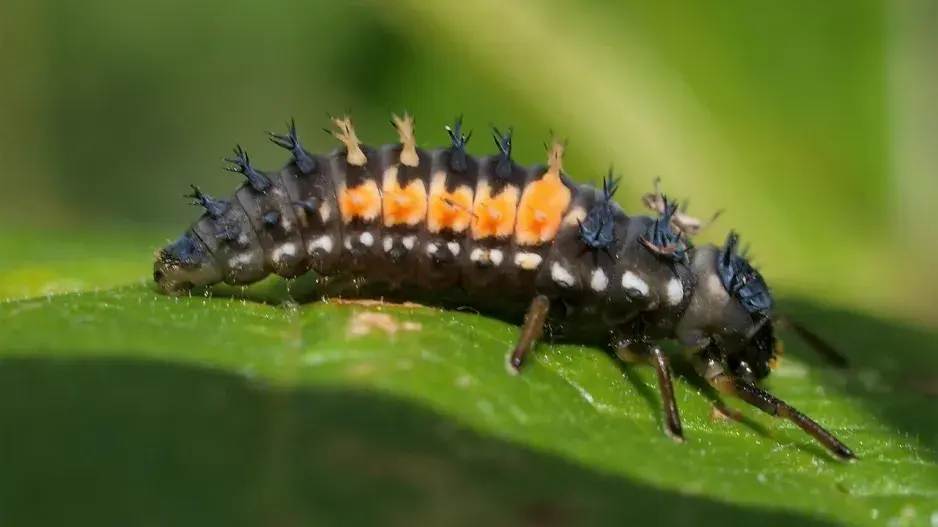 Larva berušky 