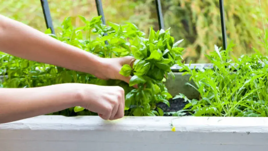 Pěstování bylinek