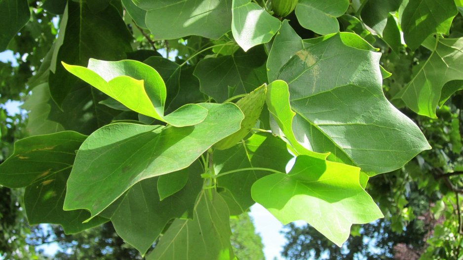 Liliovník tulipánokvětý (Liriodendron tulipifera)