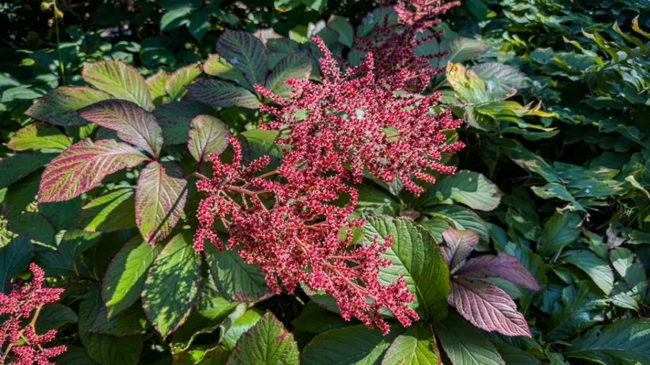 Rodgersie zpeřená (Rodgersia pinnata)