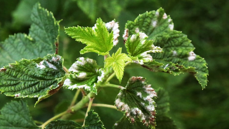 Bílý rybíz (Ribes rubrum) 
