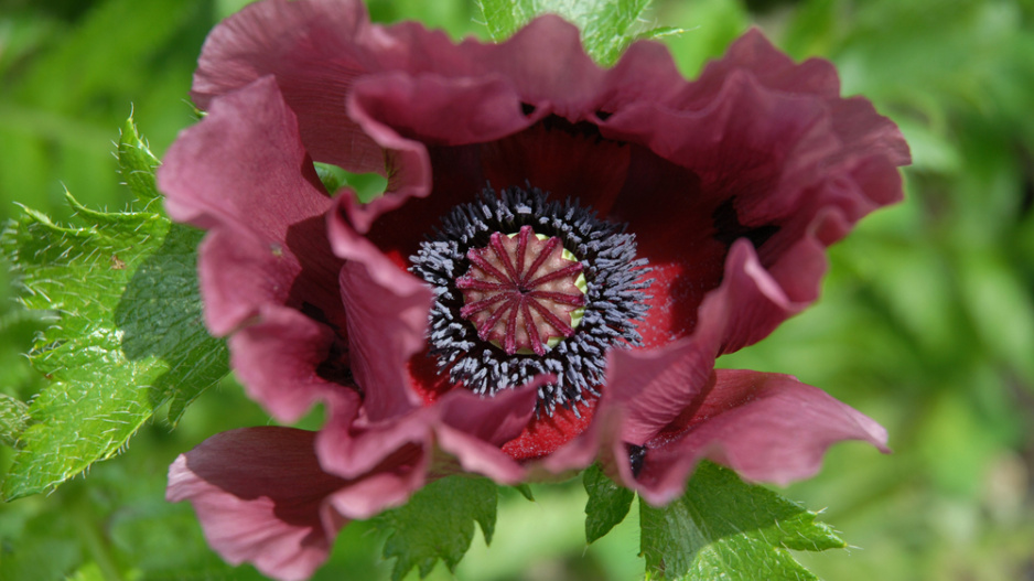 Mák východní (Papaver orientale) 