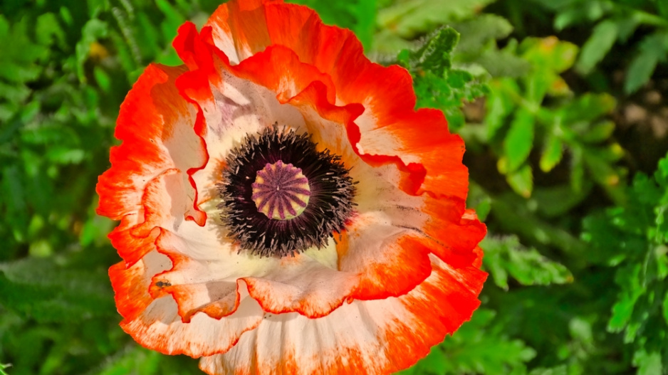 Mák východní (Papaver orientale) 