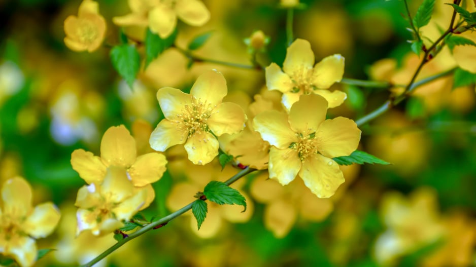 Zákula japonská (Kerria japonica) 