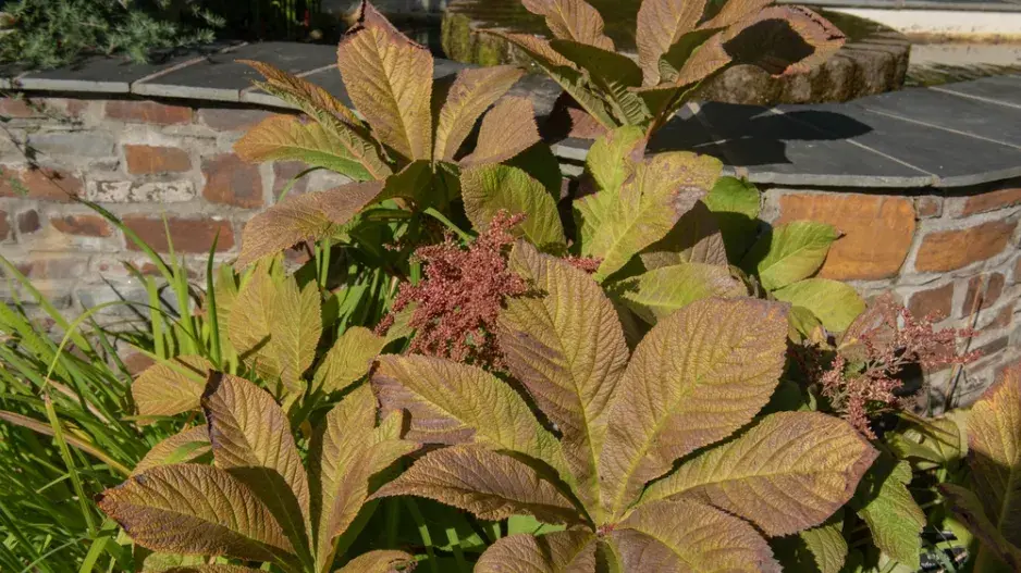 Rodgersie zpeřená (Rodgersia pinnata)
