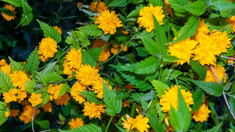 Zákula japonská (Kerria japonica) 