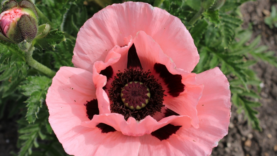 Mák východní (Papaver orientale) 
